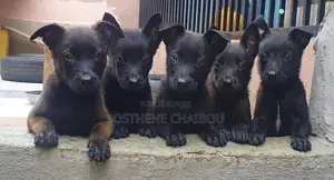 1-3 mois Homme Pure race Belgian Malinois
