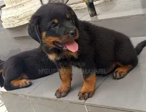 1-3 mois Homme Pure race Rottweiler