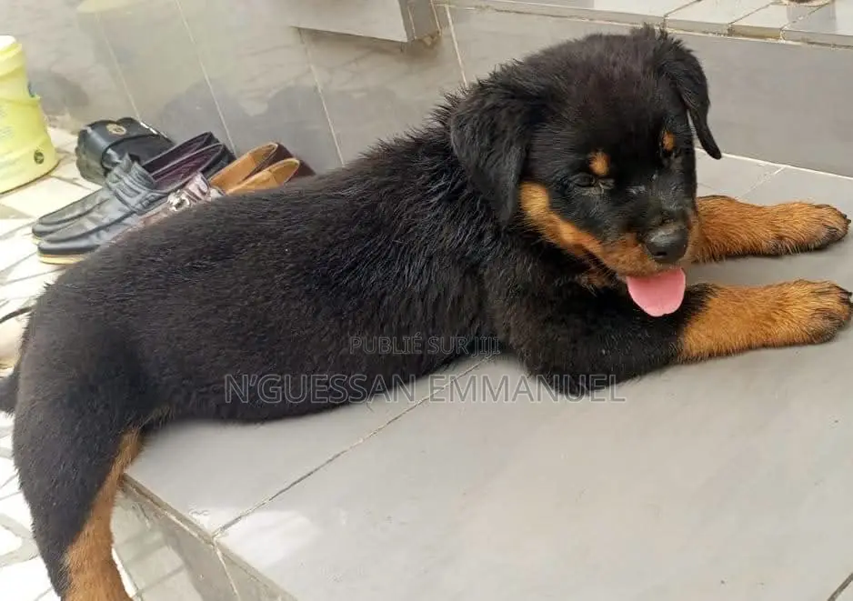 1-3 mois Homme Pure race Rottweiler