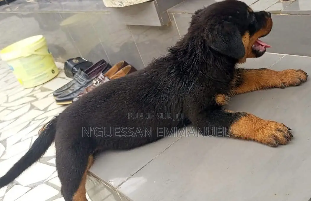 1-3 mois Homme Pure race Rottweiler