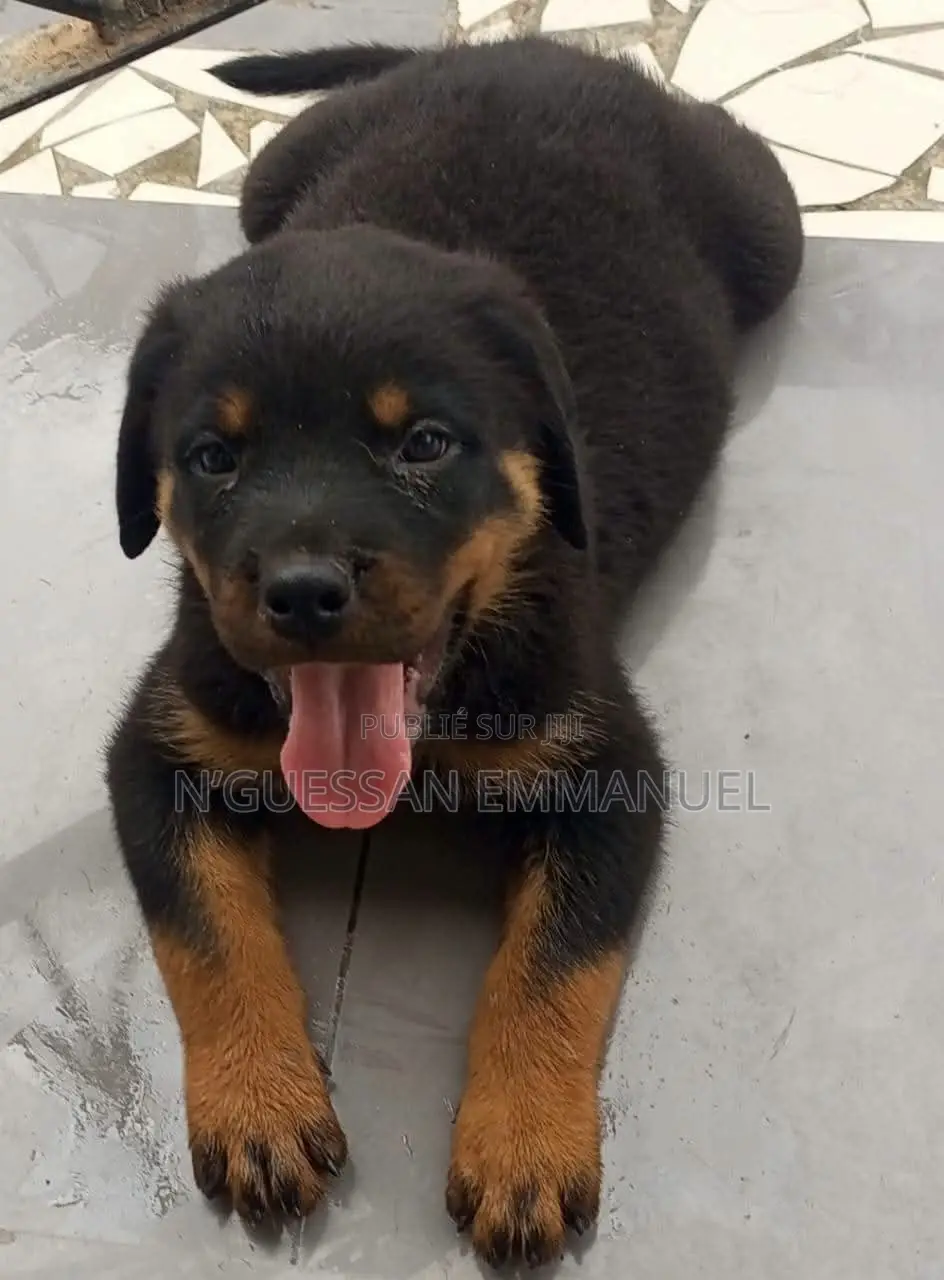 1-3 mois Homme Pure race Rottweiler