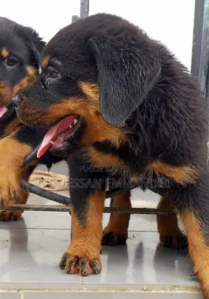 1-3 mois Homme Pure race Rottweiler