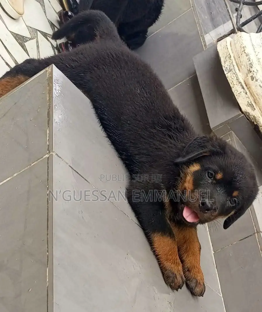 1-3 mois Homme Pure race Rottweiler