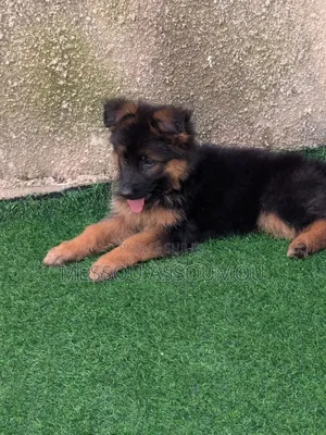1-3 mois Femme Pure race Belgian Sheepdog