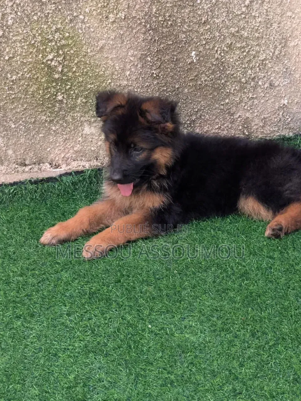 1-3 mois Femme Pure race Belgian Sheepdog