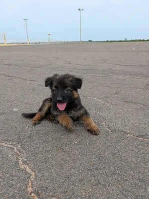 1-3 mois Femme Pure race Belgian Sheepdog