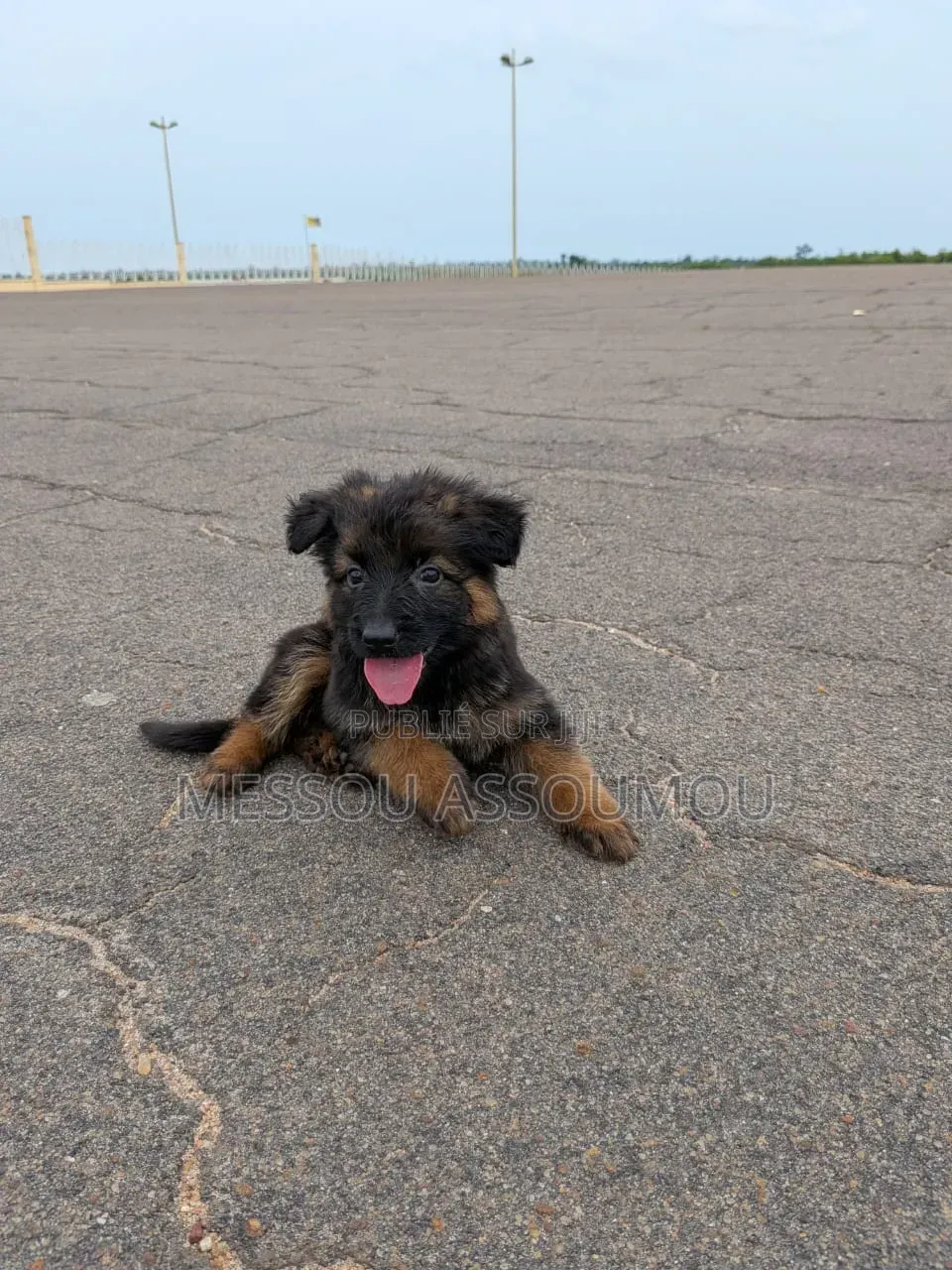 1-3 mois Femme Pure race Belgian Sheepdog