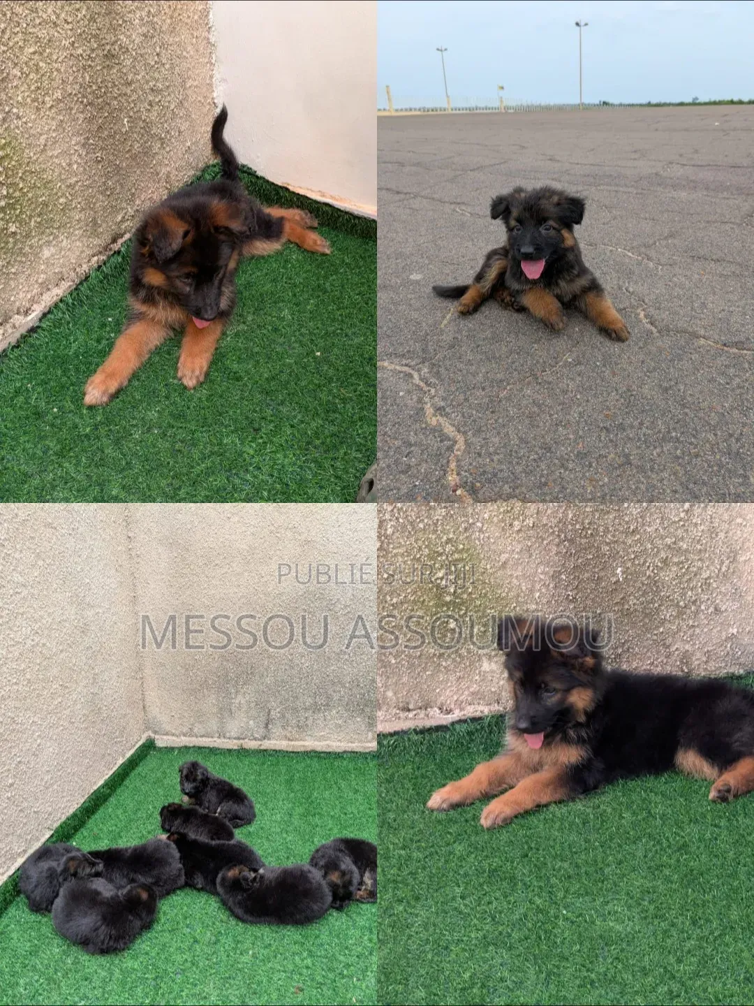 1-3 mois Femme Pure race Belgian Sheepdog