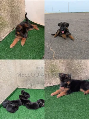 1-3 mois Femme Pure race Belgian Sheepdog