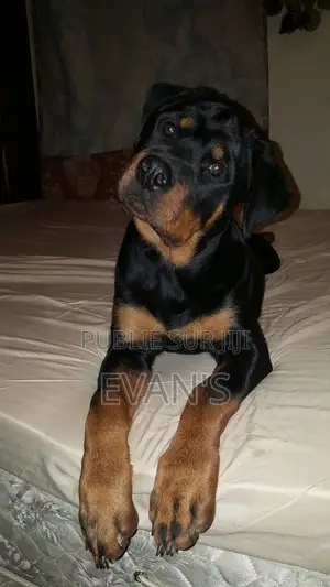 1-3 mois Homme Pure race Rottweiler