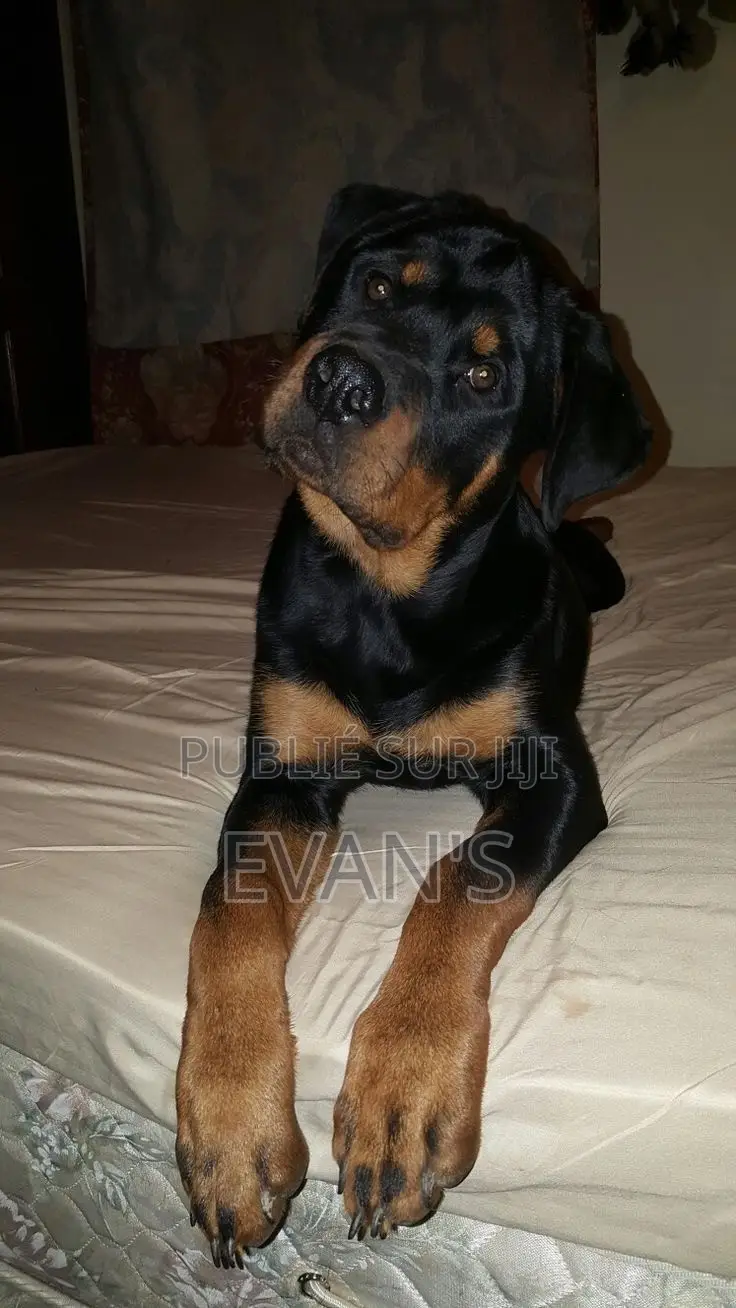 1-3 mois Homme Pure race Rottweiler