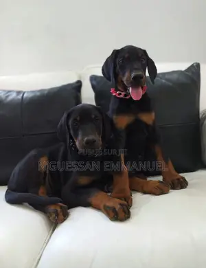 1-3 mois Homme Pure race Doberman Pinscher