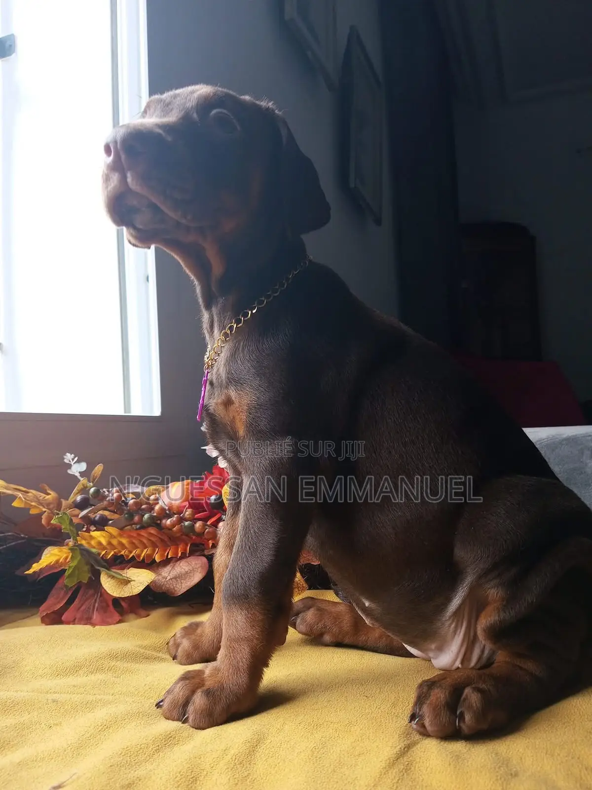 1-3 mois Homme Pure race Doberman Pinscher