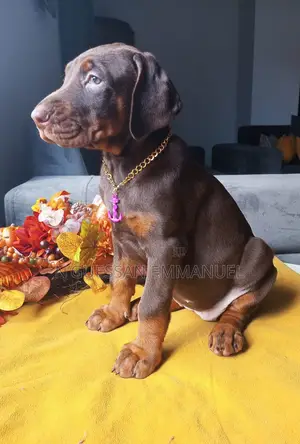 1-3 mois Homme Pure race Doberman Pinscher