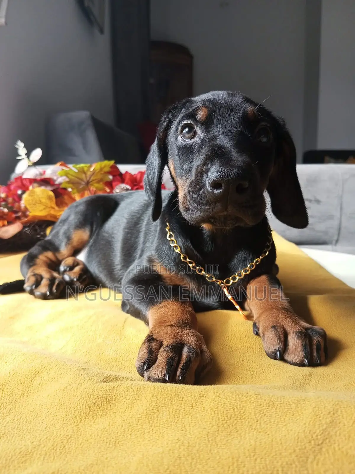 1-3 mois Homme Pure race Doberman Pinscher