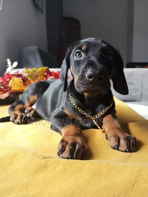1-3 mois Homme Pure race Doberman Pinscher