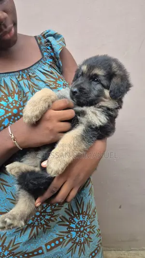 1-3 mois Homme Pure race Belgian Sheepdog