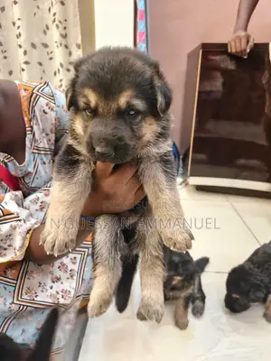 1-3 mois Homme Pure race Belgian Sheepdog