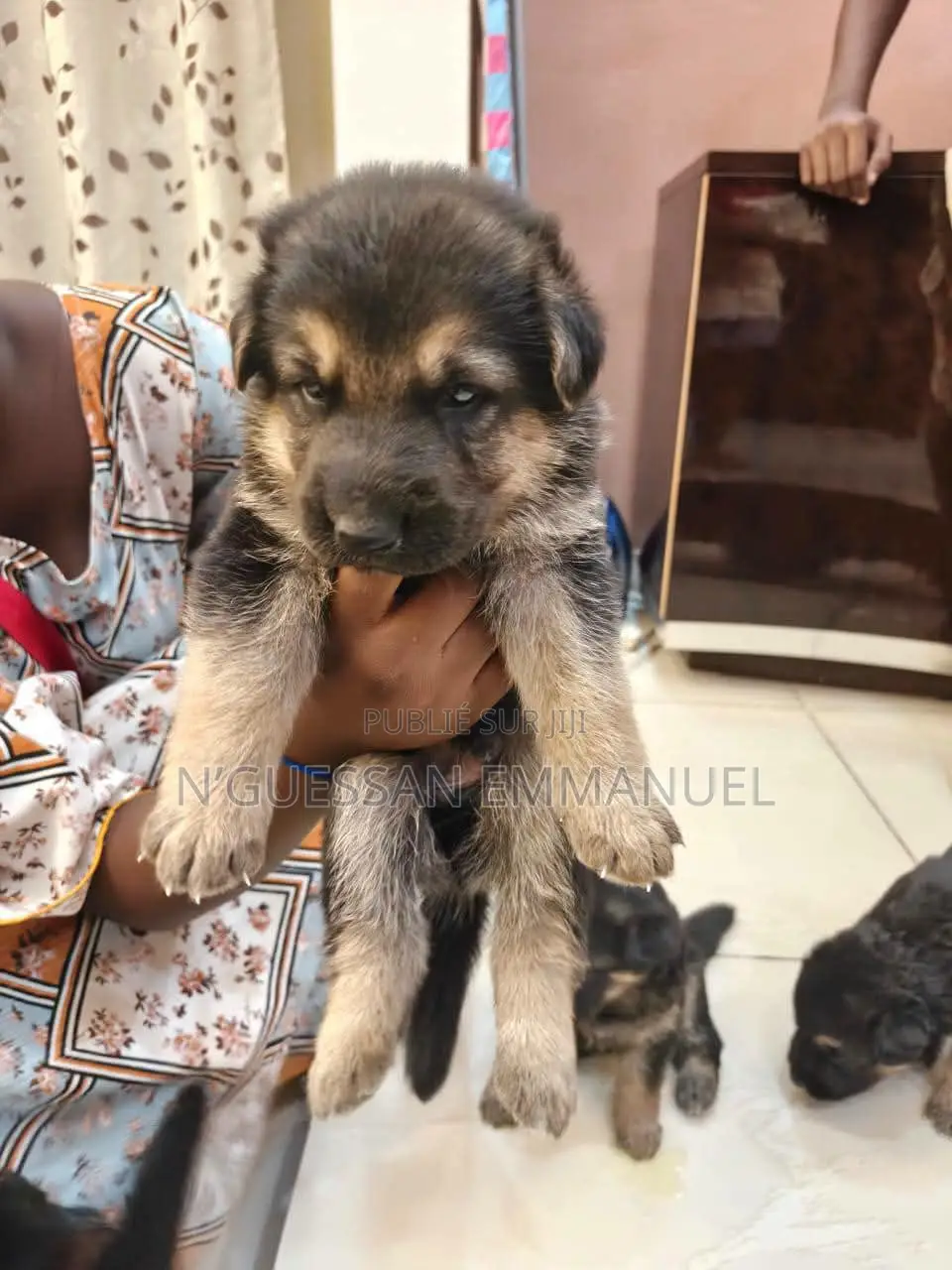 1-3 mois Homme Pure race Belgian Sheepdog