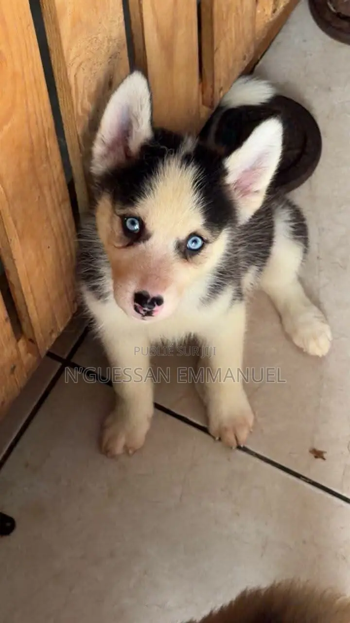 1-3 mois Homme Pure race Siberian Husky