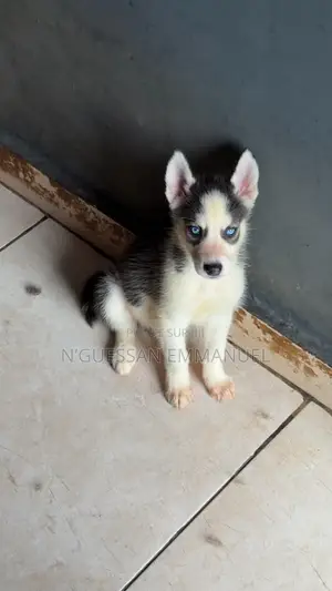 1-3 mois Homme Pure race Siberian Husky