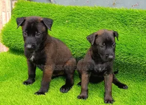 1-3 mois Homme Pure race Belgian Malinois