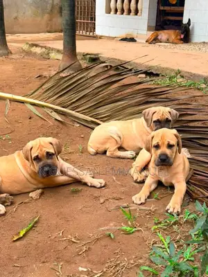 1-3 mois Homme Pure race Boerboel