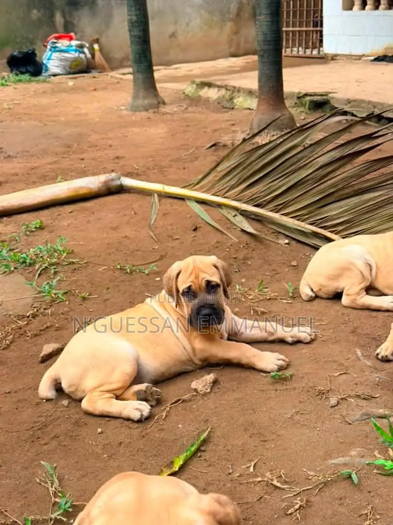 1-3 mois Homme Pure race Boerboel