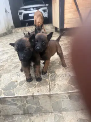 1-3 mois Homme Pure race Belgian Sheepdog