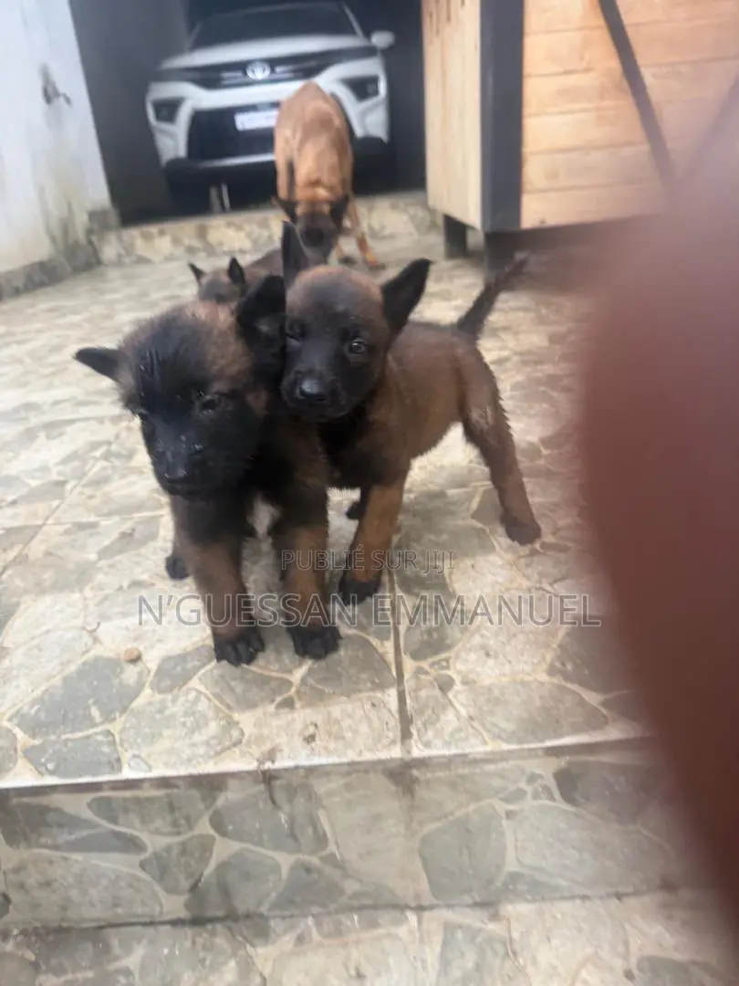 1-3 mois Homme Pure race Belgian Sheepdog