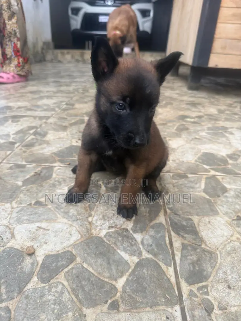1-3 mois Homme Pure race Belgian Sheepdog