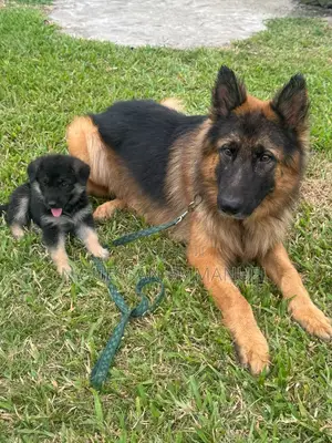 1-3 mois Homme Pure race Belgian Sheepdog