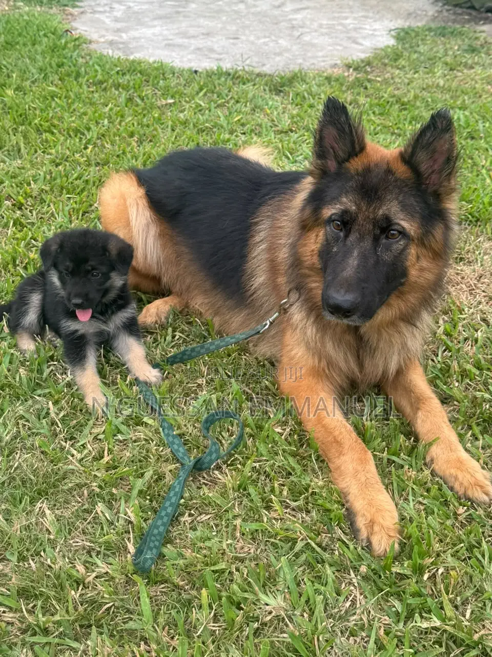 1-3 mois Homme Pure race Belgian Sheepdog