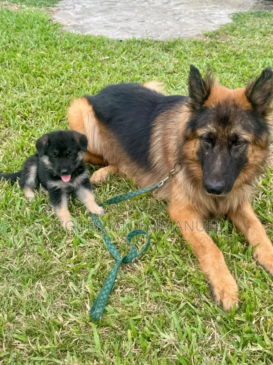 1-3 mois Homme Pure race Belgian Sheepdog