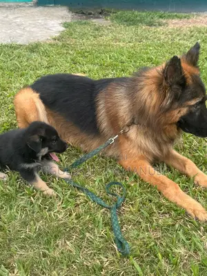1-3 mois Homme Pure race Belgian Sheepdog