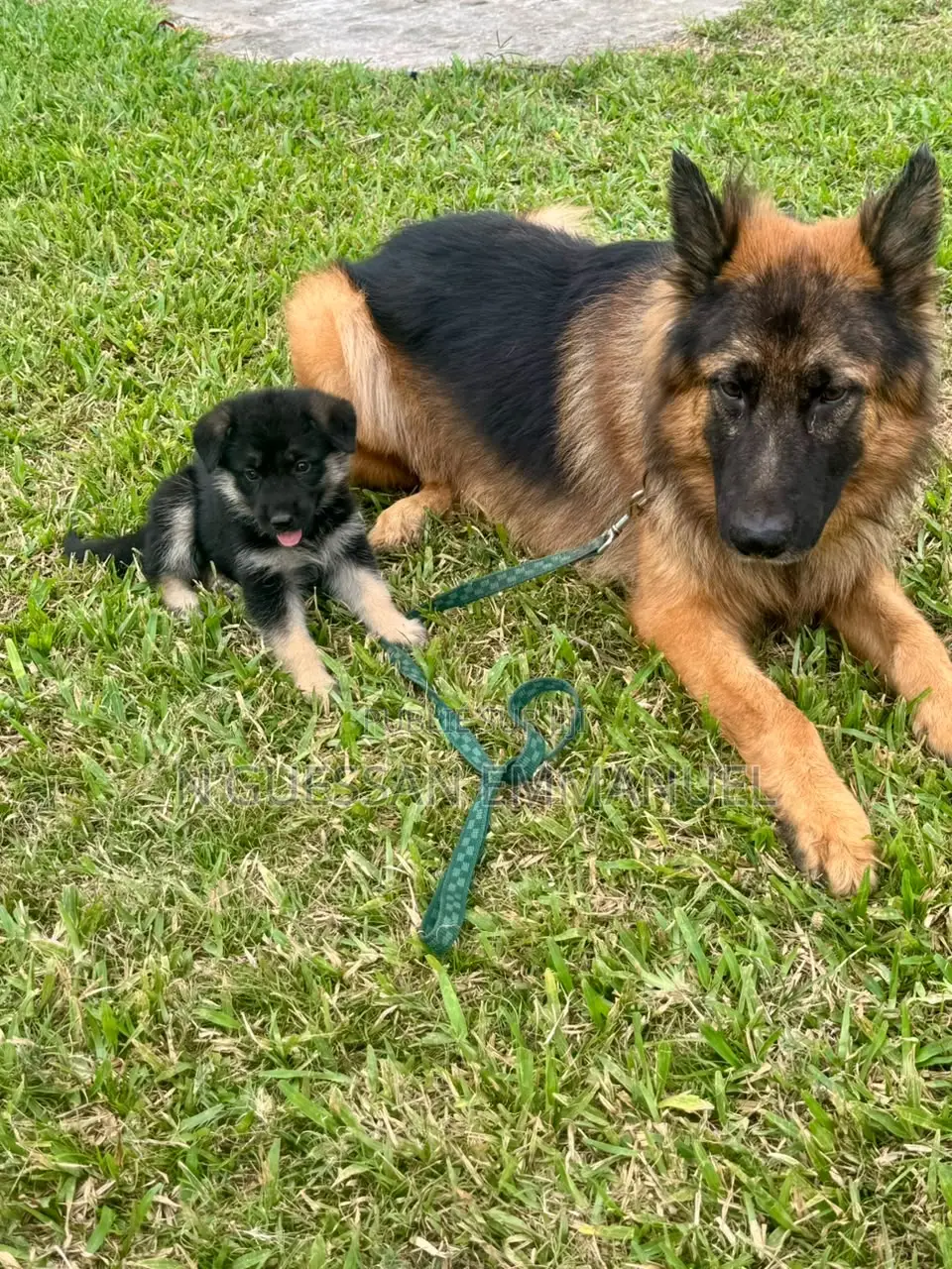 1-3 mois Homme Pure race Belgian Sheepdog
