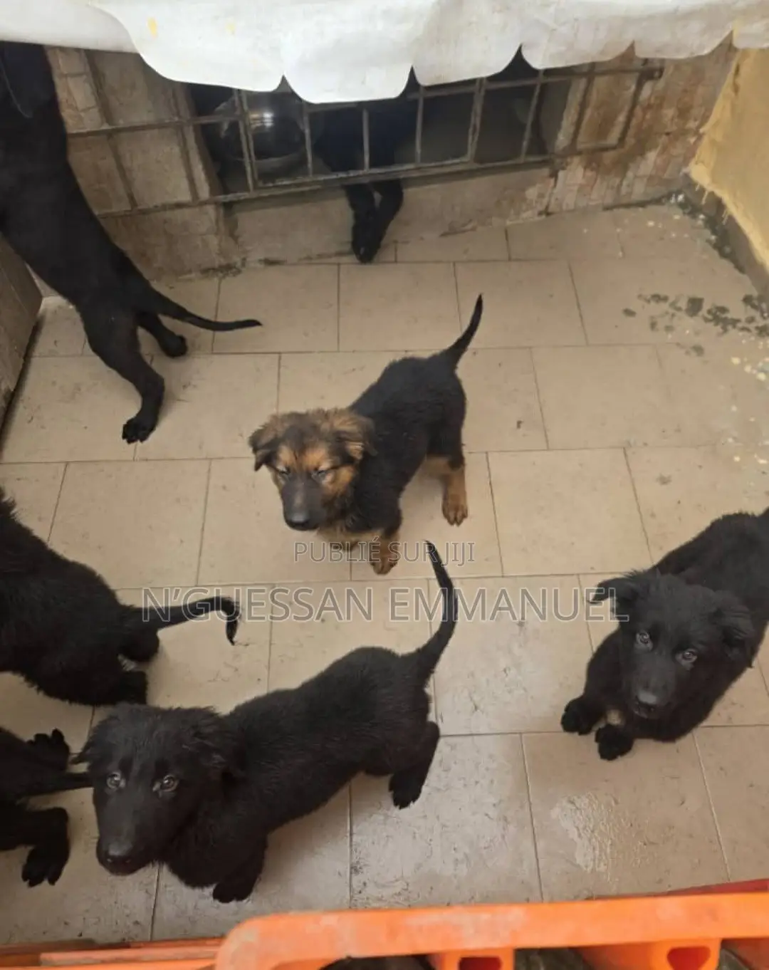 1-3 mois Homme Pure race Belgian Sheepdog