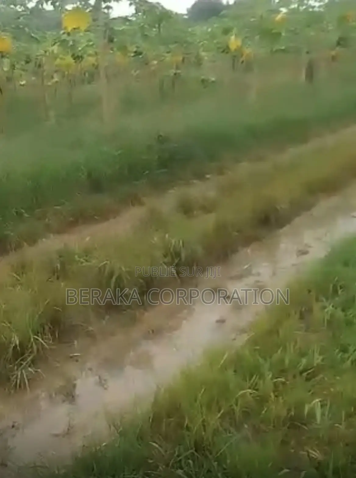 URGENCE À AZAGUIÉ GARE ! 2 Terrains Collés De 400 M2 Chacun Doc