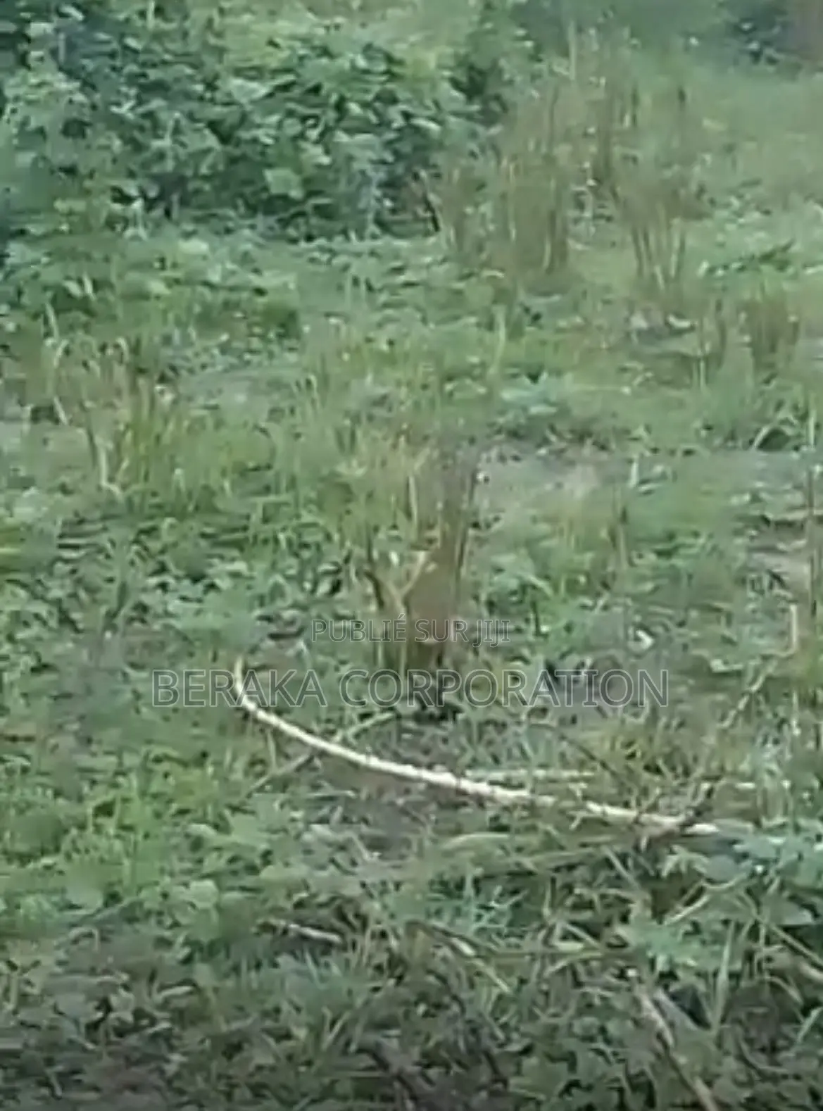 URGENCE À AZAGUIÉ GARE ! 2 Terrains Collés De 400 M2 Chacun Doc