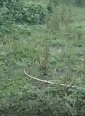 URGENCE À AZAGUIÉ GARE ! 2 Terrains Collés De 400 M2 Chacun Doc