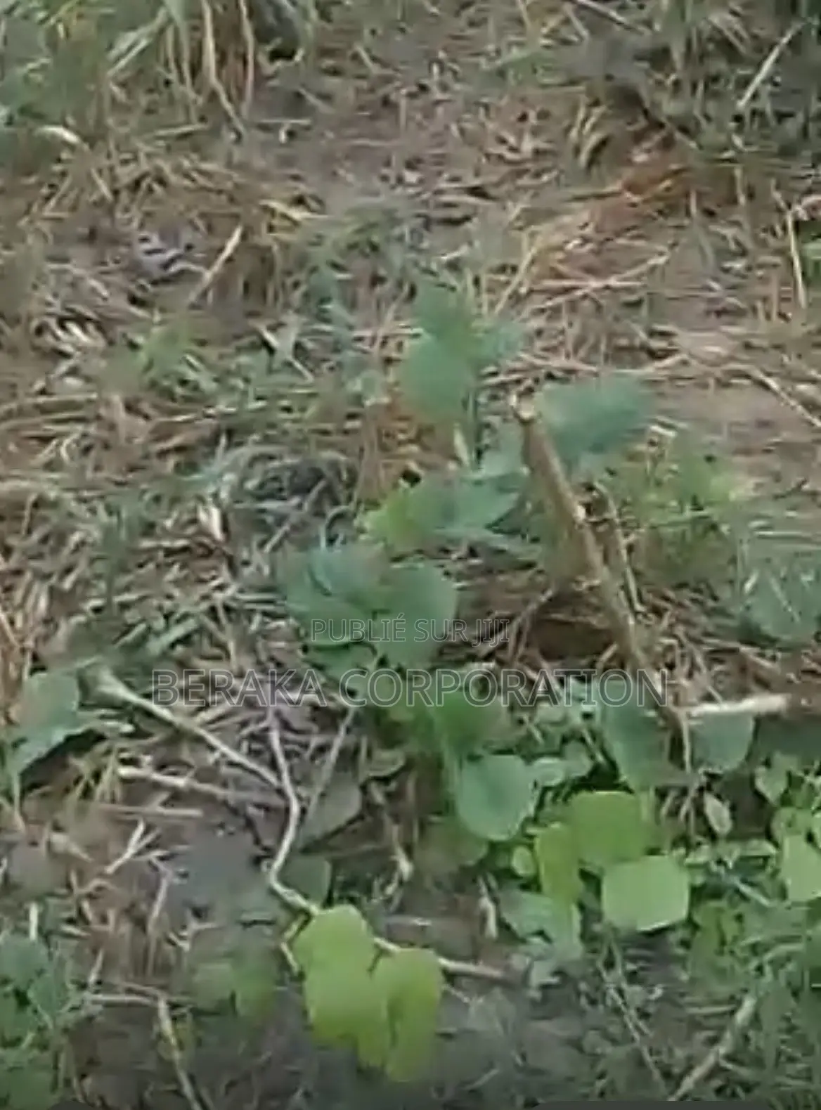 URGENCE À AZAGUIÉ GARE ! 2 Terrains Collés De 400 M2 Chacun Doc