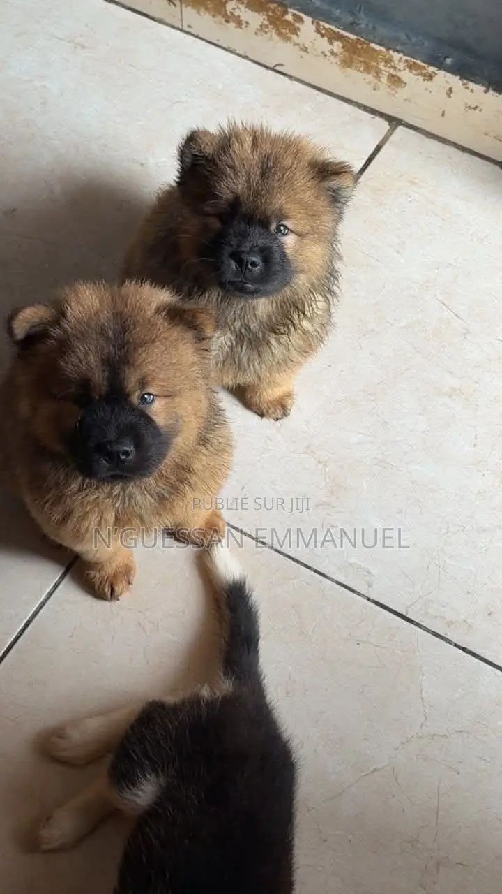 1-3 mois Homme Pure race Chow Chow