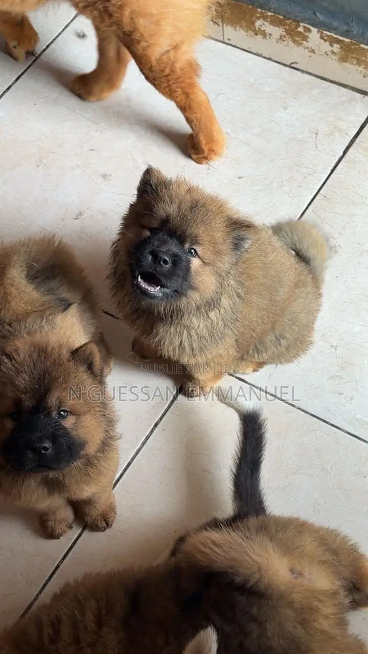 1-3 mois Homme Pure race Chow Chow