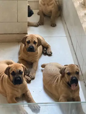 1-3 mois Homme Pure race Boerboel