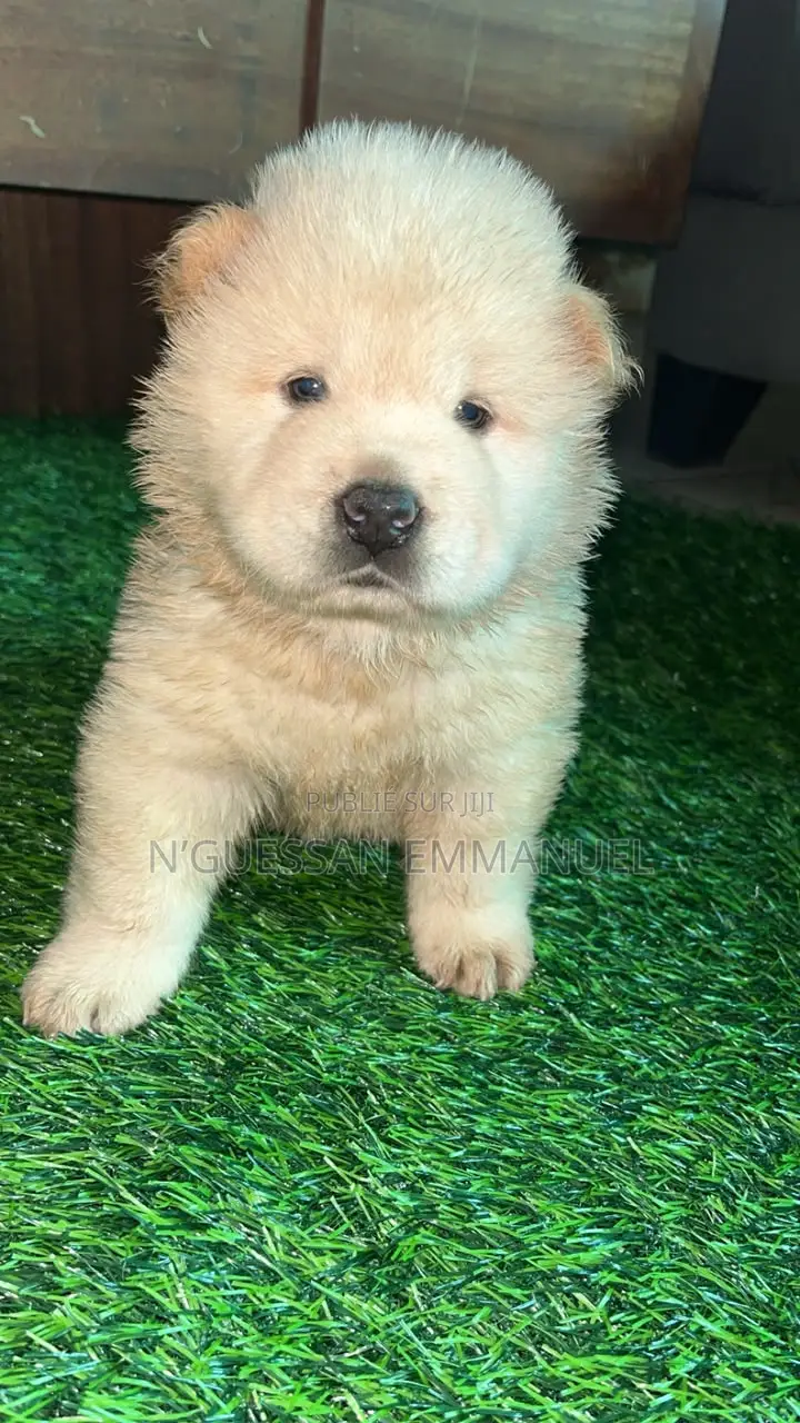 1-3 mois Homme Pure race Chow Chow