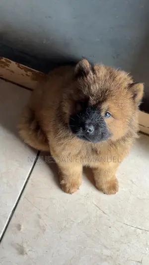 1-3 mois Homme Pure race Chow Chow
