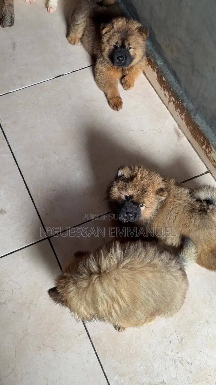 1-3 mois Homme Pure race Chow Chow