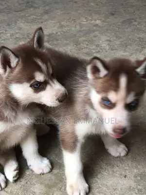 1-3 mois Homme Pure race Siberian Husky
