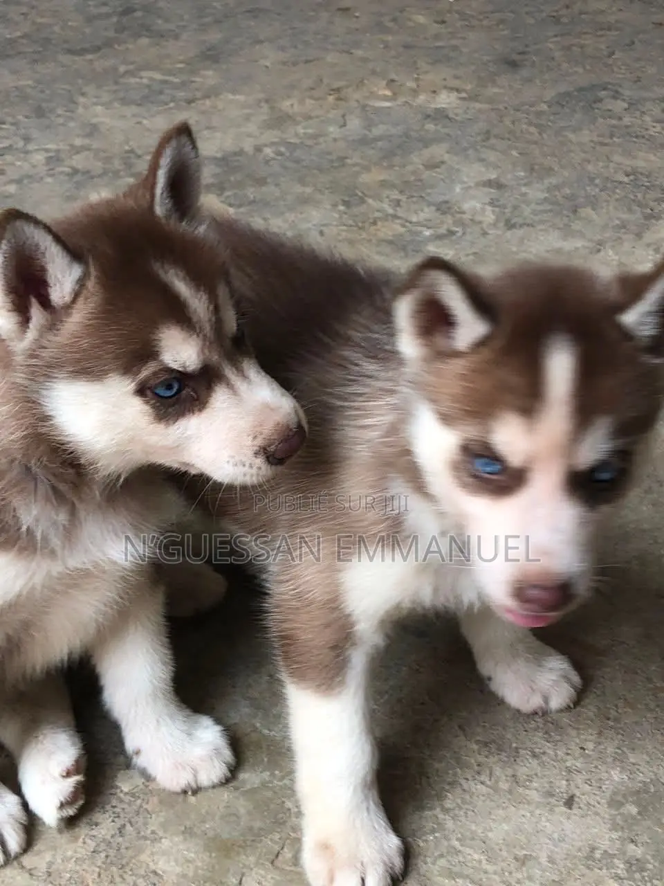 1-3 mois Homme Pure race Siberian Husky