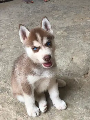 1-3 mois Homme Pure race Siberian Husky